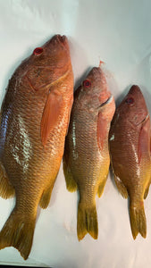 Pargo / Snapper Whole Fish Price Per Pound