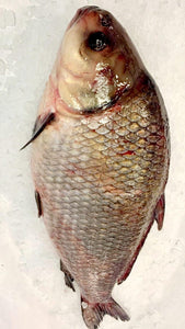 Buffalo Fish Whole