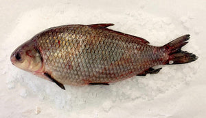 Buffalo Fish Whole