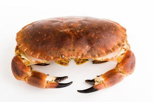 Brown Rock Crab