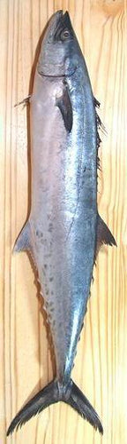 Sierra / Mackarel Fish