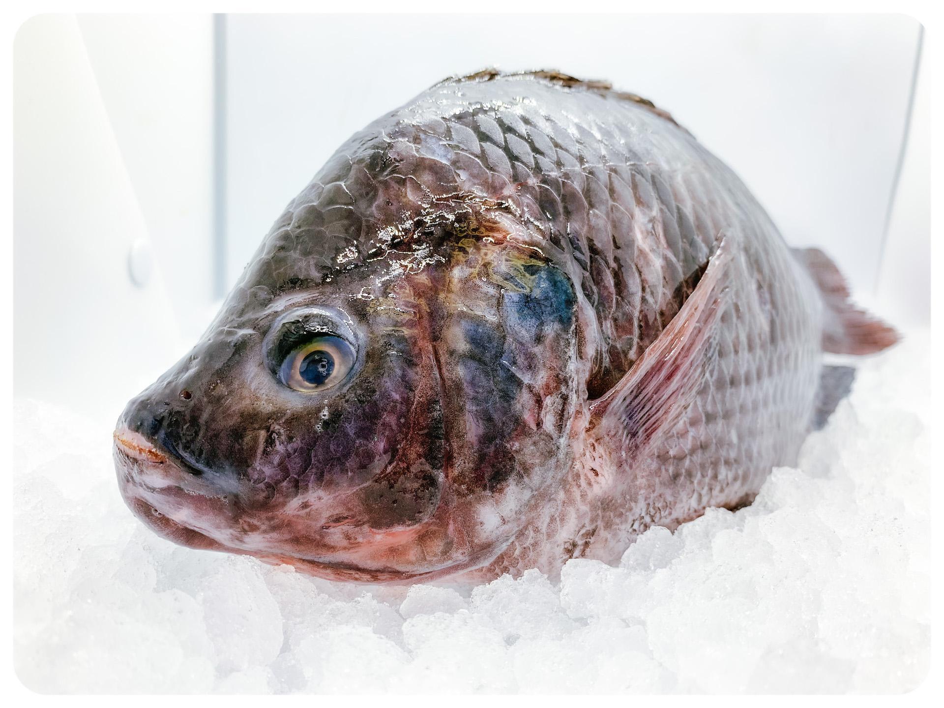Tilapia Fish 550\750 GS - Mojarra Entera – Tres Islas Seafood